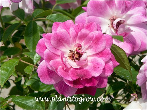 Iceberg Brilliant Pink